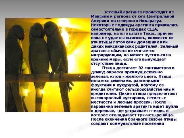  Зеленый аратинга происходит из Мексики и региона от юга Центральной Америки до северного Никарагуа. Некоторые подвиды аратинга прижились самостоятельно в городах США, например, на юге штата Техас, причем пока не удается выяснить, являются ли эти птицы потомками домашних или диких мексиканских родителей. Зеленый аратинга обычно не считается мигрирующим, но может пуститься на крайние меры, если его вынуждает отсутствие пищи.  Птица достигает 32 сантиметров в длину; окраска преимущественно зеленая, клюв – желтого цвета. Птица питается семенами, различными фруктами и кукурузой, поэтому ее иногда считают сельскохозяйстве нным вредителем. Дикие птицы предпочитают высокорослый кустарник, лесистые местности и лесные просеки. После парования зеленый аратинга ищет дупла в деревьях, где устраивает гнездо, в которое откладывает три-четыре яйца. После окончания брачного сезона птицы создают коммунальные поселения 