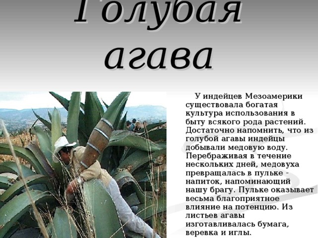 Голубая агава  У индейцев Мезоамерики существовала богатая культура использования в быту всякого рода растений. Достаточно напомнить, что из голубой агавы индейцы добывали медовую воду. Перебраживая в течение нескольких дней, медовуха превращалась в пульке - напиток, напоминающий нашу брагу. Пульке оказывает весьма благоприятное влияние на потенцию. Из листьев агавы изготавливалась бумага, веревка и иглы. 