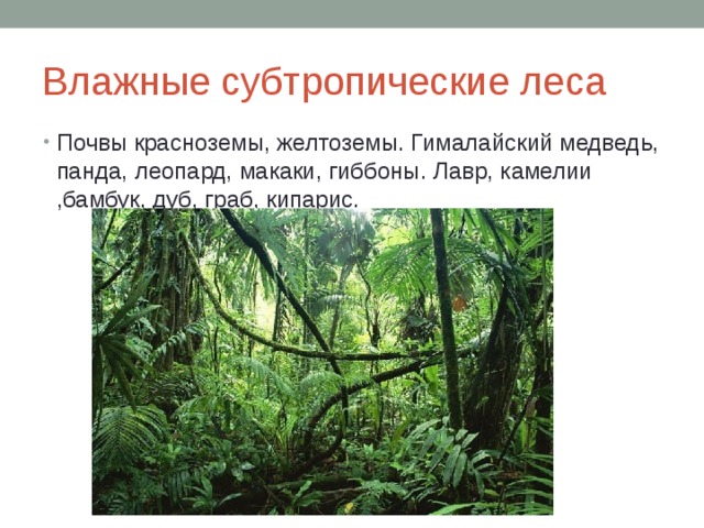 Влажные субтропические леса