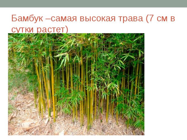Бамбук –самая высокая трава (7 см в сутки растет)