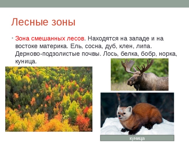 Лесные зоны Зона смешанных лесов . Находятся на западе и на востоке материка. Ель, сосна, дуб, клен, липа. Дерново-подзолистые почвы. Лось, белка, бобр, норка, куница. куница