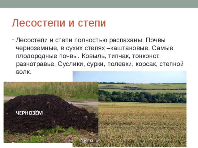 Степная природная зона почва. Почвы степей и лесостепей в России. Степи России чернозем. Чернозёмы лесостепи почвы.