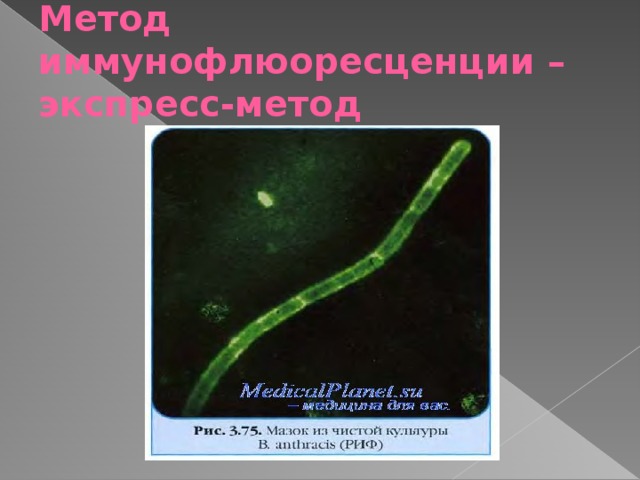 Метод иммунофлюоресценции – экспресс-метод  