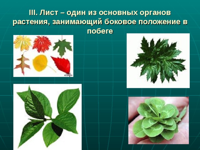 III. Лист – один из основных органов растения, занимающий боковое положение в побеге 