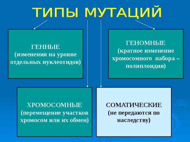 ГЕННЫЕ (изменения на уровне отдельных нуклеотидов) ГЕНОМНЫЕ (кратное изменение хромосомного набора – полиплоидия) ХРОМОСОМНЫЕ (перемещение участков хромосом или их обмен) СОМАТИЧЕСКИЕ (не передаются по наследству) 