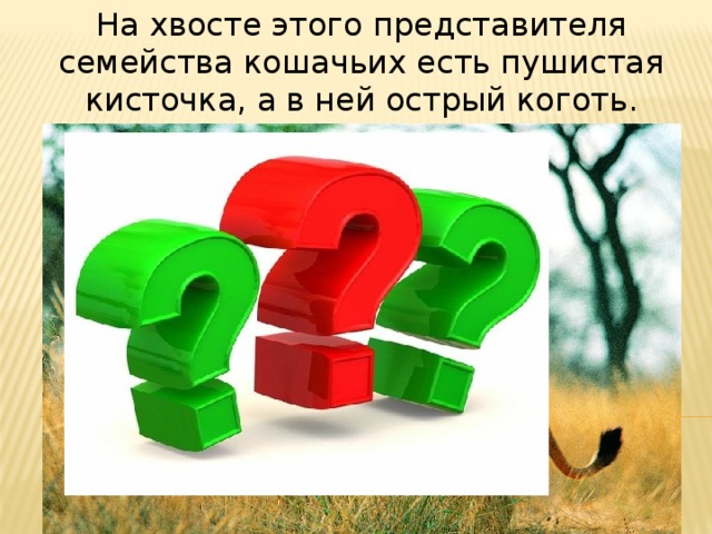 На хвосте этого представителя семейства кошачьих есть пушистая кисточка, а в ней острый коготь. 