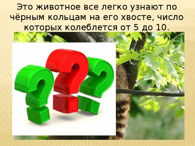 Это животное все легко узнают по чёрным кольцам на его хвосте, число которых колеблется от 5 до 10. 
