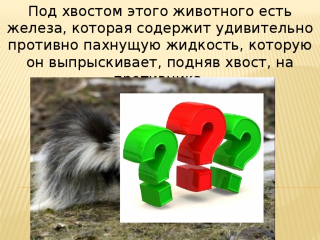 Под хвостом этого животного есть железа, которая содержит удивительно противно пахнущую жидкость, которую он выпрыскивает, подняв хвост, на противника. 