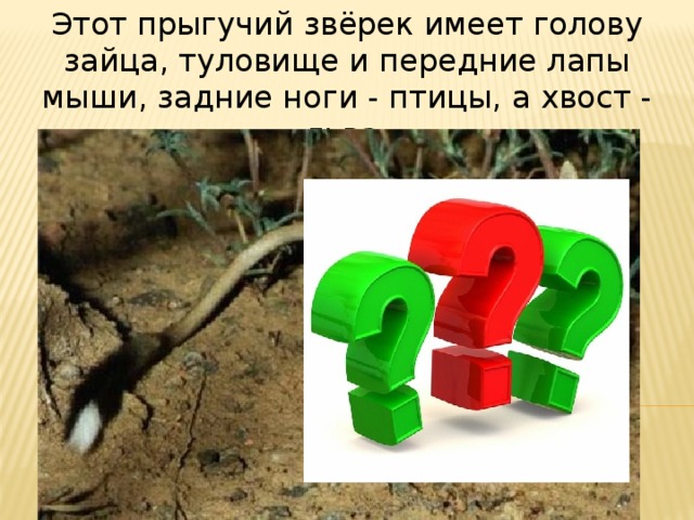 Этот прыгучий звёрек имеет голову зайца, туловище и передние лапы мыши, задние ноги - птицы, а хвост - льва. 