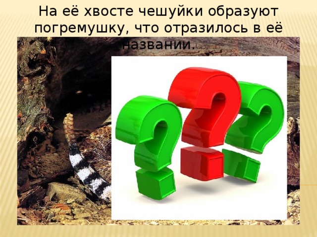 На её хвосте чешуйки образуют погремушку, что отразилось в её названии. 