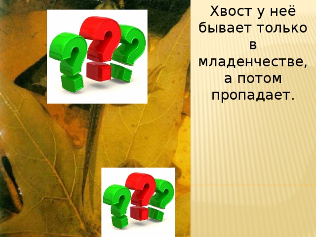 Хвост у неё бывает только в младенчестве, а потом пропадает. 