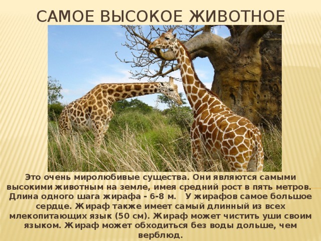 Самое высокое животное жираф Это очень миролюбивые существа. Они являются самыми высокими животным на земле, имея средний рост в пять метров. Длина одного шага жирафа - 6-8 м. У жирафов самое большое сердце. Жираф также имеет самый длинный из всех млекопитающих язык (50 см). Жираф может чистить уши своим языком. Жираф может обходиться без воды дольше, чем верблюд. 