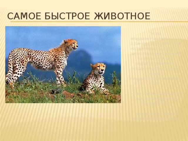 Самое быстрое животное гепард гепард может разогнаться от 0 до 113 км всего за несколько секунд; но поддерживать свою скорость они могут всего несколько минут, так как быстро устают; гепарды это единственные большие коты которые не могут рычать. гепарды охотятся на протяжении дня; - у них отличное дальнее зрение днем, они могут видеть на расстоянии 5 км; - гепарды не могут лазить по деревьям и плохо видят ночью. 