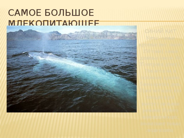 Самое большое млекопитающее синий кит Киты - самые крупные (вес около 150 тонн), самые длинные (около 30-35 метров в длину). Питается он, в основном, крилем. Тонна криля в день. Плюс всё и все, кто попадёт в рот вместе с мелкими рачками. Из всех млекопитающих, песни поют только люди и киты. 