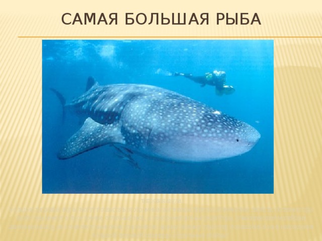 Самая большая рыба тигровая акула Большие тигровые акулы могут похвастаться огромным арсеналом приспособленческих свойств, полезных при охоте: они имеют острое зрение, отличный нюх, а электромагнитные рецепторы, улавливающие малейшие движения мышц, не оставляют шансов на спасения ни одному живому существу, попавшему в зону нахождения большой тигровой хищницы. Идеальные убийцы! 