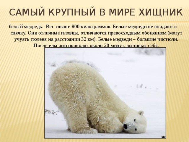 Самый крупный в мире хищник белый медведь. Вес свыше 800 килограммов. Белые медведи не впадают в спячку. Они отличные пловцы, отличаются превосходным обонянием (могут учуять тюленя на расстоянии 32 км). Белые медведи – большие чистюли. После еды они проводят около 20 минут, вычищая себя. 