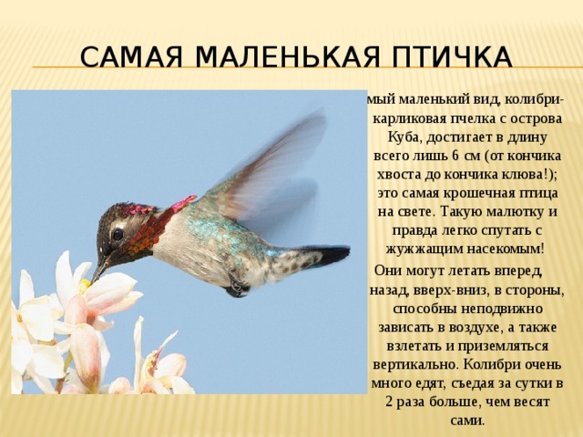 самая маленькая птичка самый маленький вид, колибри-карликовая пчелка с острова Куба, достигает в длину всего лишь 6 см (от кончика хвоста до кончика клюва!); это самая крошечная птица на свете. Такую малютку и правда легко спутать с жужжащим насекомым! Они могут летать вперед, назад, вверх-вниз, в стороны, способны неподвижно зависать в воздухе, а также взлетать и приземляться вертикально. Колибри очень много едят, съедая за сутки в 2 раза больше, чем весят сами. 