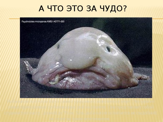 А что это за чудо? Рыба капля получила титул самого уродливого животного в мире. Это одна из самых причудливых глубоководных рыб на планете. Она представляет собой студенистую массу, длиной до 70 см. Хоть рыба-капля и считается не съедобной, но стоит на грани исчезновения. 