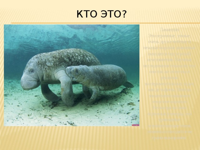 кто это? Ламантин Эти огромные, умные, очень дружелюбные и нежные морские животные находятся под угрозой исчезновения. Научные исследования показали, что они так же искусны в решении экспериментальных задач, как дельфины. Иногда ламантинов называют «морские коровы». Несмотря на свои огромные размеры, эти травоядные млекопитающие очень уязвимы и находятся на грани вымирания. 