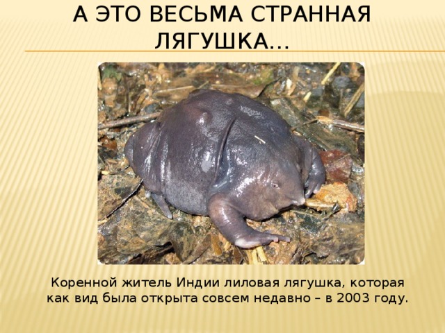 А это весьма странная лягушка…  Коренной житель Индии лиловая лягушка, которая как вид была открыта совсем недавно – в 2003 году. 