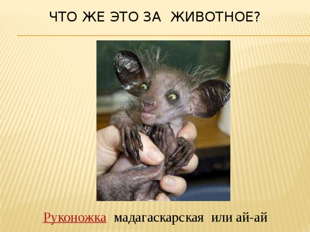 Что же это за животное? Руконожка  мадагаскарская или ай-ай 