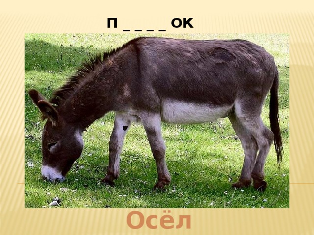 П _ _ _ _ ОК    (небольшой населённый пункт)  Осёл  