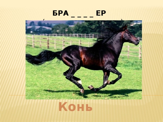 БРА _ _ _ _ ЕР     (охотник вне закона) Конь  