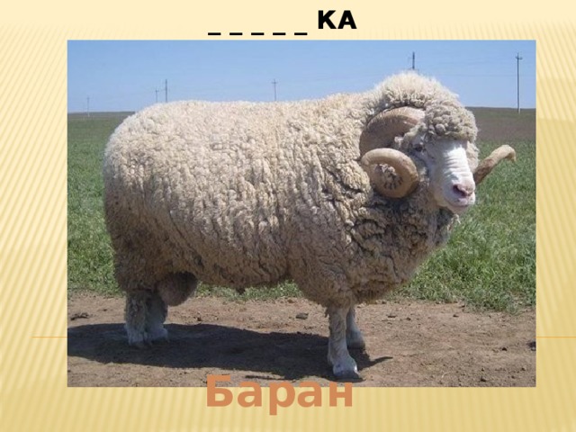 _ _ _ _ _ КА    (вкусное прозвище автомобильного руля) Баран  