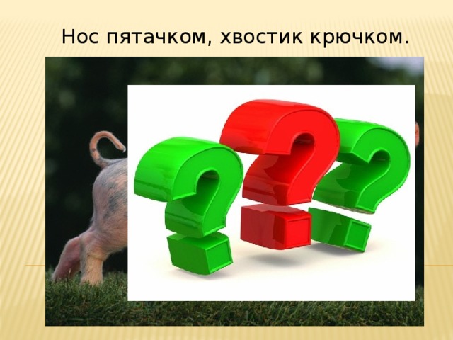 Нос пятачком, хвостик крючком. 