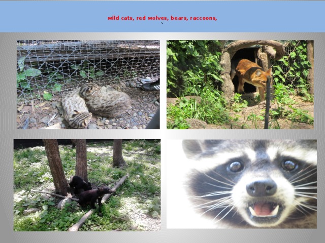   wild cats, red wolves, bears, raccoons,  `  