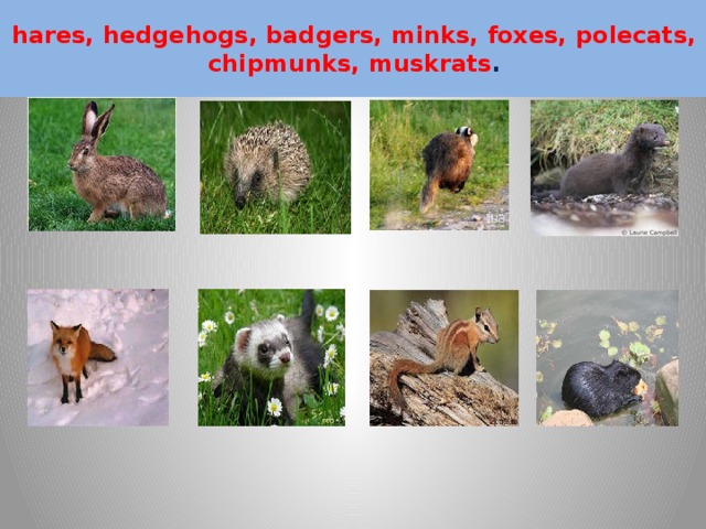 hares, hedgehogs, badgers, minks, foxes, polecats, chipmunks, muskrats . 