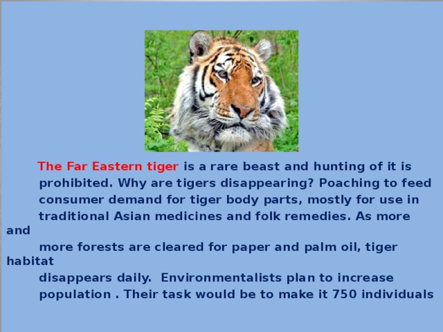     The Far Eastern tiger is a rare beast and hunting of it is  prohibited. Why are tigers disappearing? Poaching to feed  consumer demand for tiger body parts, mostly for use in  traditional Asian medicines and folk remedies. As more and  more forests are cleared for paper and palm oil, tiger habitat  disappears daily. Environmentalists plan to increase  population . Their task would be to make it 750 individuals  