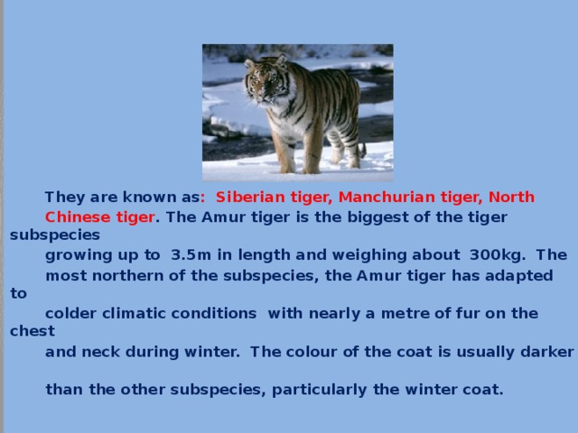 Ussuri tigers.           They are known as : Siberian tiger, Manchurian tiger, North  Chinese tiger . The Amur tiger is the biggest of the tiger subspecies  growing up to 3.5m in length and weighing about 300kg. The  most northern of the subspecies, the Amur tiger has adapted to  colder climatic conditions with nearly a metre of fur on the chest  and neck during winter. The colour of the coat is usually darker  than the other subspecies, particularly the winter coat. 