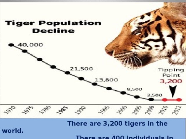  There are 3,200 tigers in the world.  There are 400 individuals in Ussuri taiga  The  