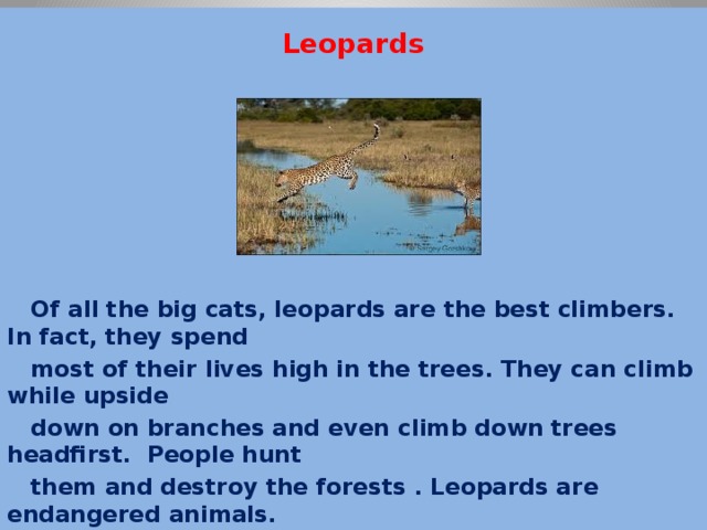 Leopards       Of all the big cats, leopards are the best climbers. In fact, they spend  most of their lives high in the trees. They can climb while upside  down on branches and even climb down trees headfirst. People hunt  them and destroy the forests . Leopards are endangered animals.    