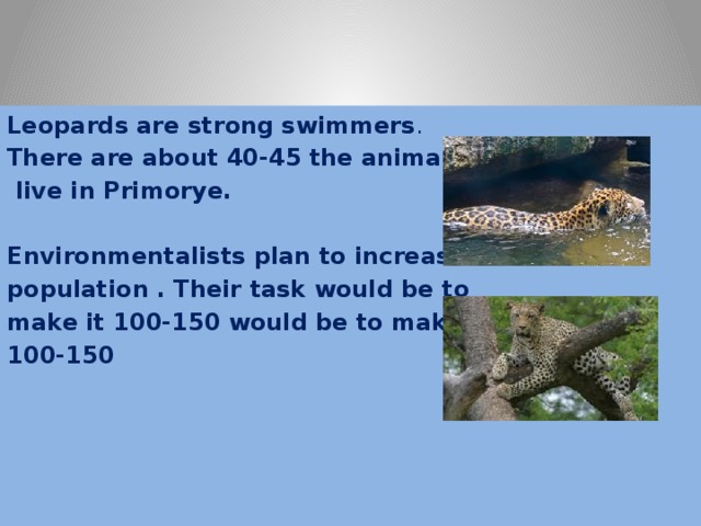 Leopards are strong swimmers . There are about 40-45 the animals  live in Primorye.  Environmentalists plan to increase population . Their task would be to make it 100-150 would be to make it 100-150   