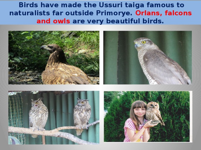  Birds have made the Ussuri taiga famous to naturalists far outside Primorye. Orlans, falcons and owls are very beautiful birds. 