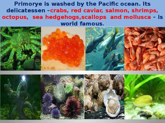 Primorye is washed by the Pacific ocean. Its delicatessen – crabs, red caviar, salmon, shrimps, octopus, sea hedgehogs,scallops and mollusca – is world famous . 