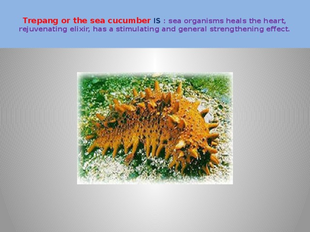  Trepang or the sea cucumber IS  : sea organisms heals the heart, rejuvenating elixir, has a stimulating and general strengthening effect.   