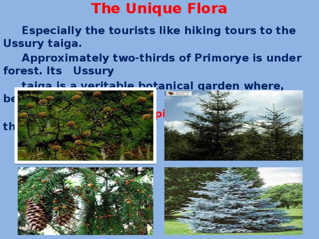 The Unique Flora  Especially the tourists like hiking tours to the Ussury taiga.  Approximately two-thirds of Primorye is under forest. Its Ussury  taiga is a veritable botanical garden where, besides the Dauriya  larches, the spruces, pines, silver firs, cedar, the king of taiga grow 