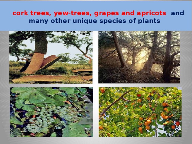   cork trees, yew-trees, grapes and apricots and many other unique species of plants    