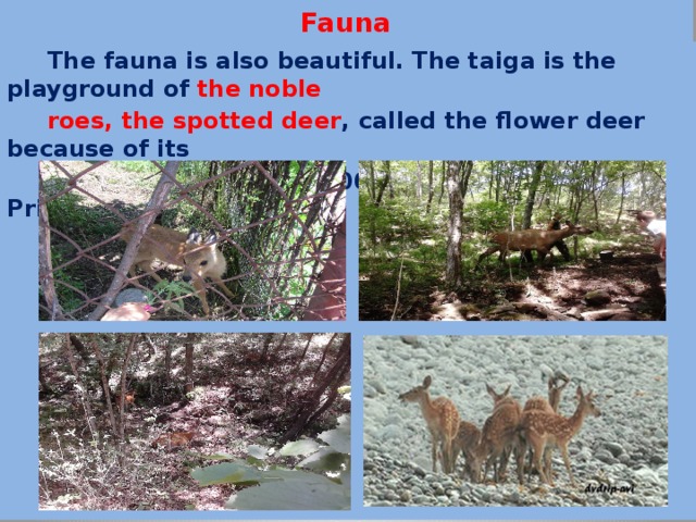  Fauna  The fauna is also beautiful. The taiga is the playground of the noble  roes, the spotted deer , called the flower deer because of its  colouring, There are 500 individuals live in Primorye  