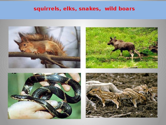  squirrels, elks, snakes, wild boars   