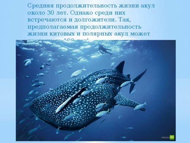 Средняя продолжительность жизни акул около 30 лет. Однако среди них встречаются и долгожители. Так, предполагаемая продолжительность жизни китовых и полярных акул может превышать 100 лет! 