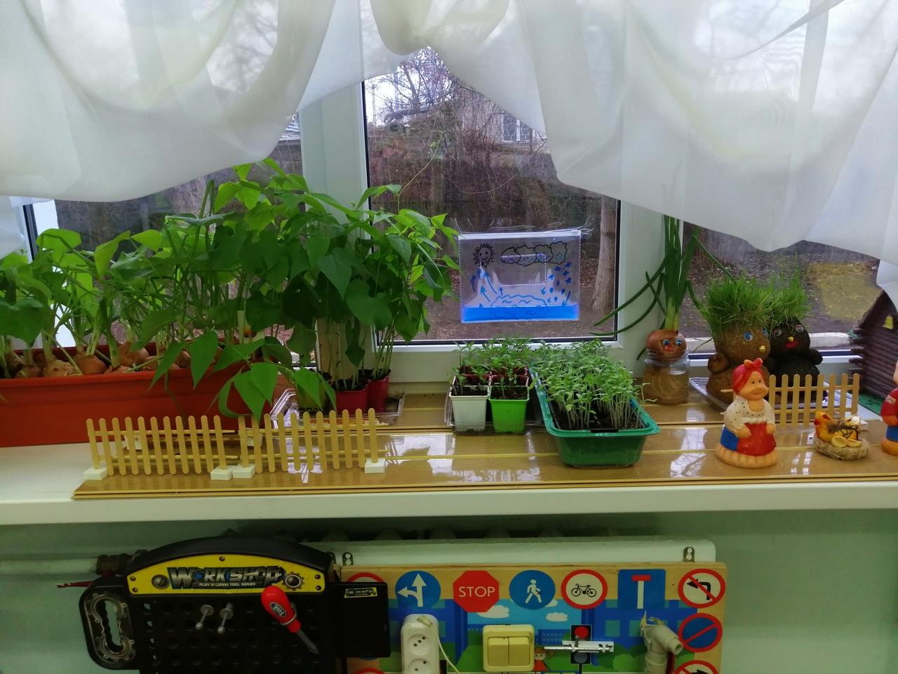 Огород на окне в детском саду старшая