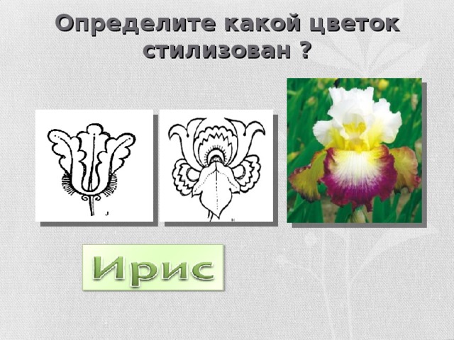 Определите какой цветок стилизован ? 