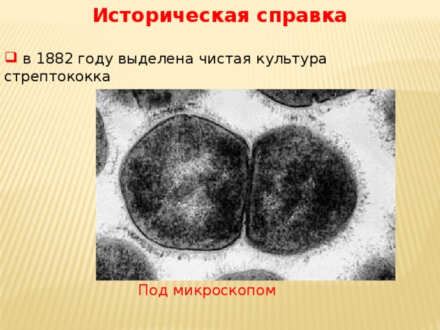 Историческая справка   в 1882 году выделена чистая культура стрептококка Под микроскопом 
