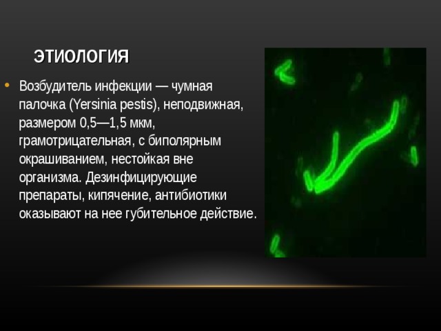 ЭТИОЛОГИЯ Возбудитель инфекции — чумная палочка (Yersinia pestis), неподвижная, размером 0,5—1,5 мкм, грамотрицательная, с  биполярным окрашиванием, нестойкая вне организма. Дезинфицирующие препараты, кипячение, антибиотики оказывают на нее губительное действие. 