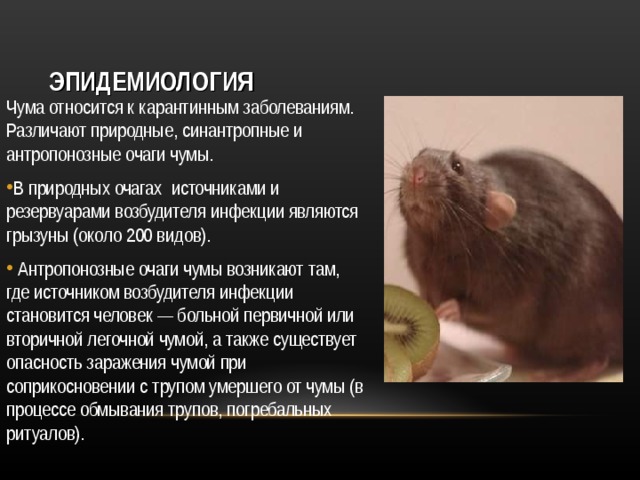 ЭПИДЕМИОЛОГИЯ Чума относится к карантинным заболеваниям. Различают природные, синантропные и антропонозные очаги чумы. В природных очагах источниками и резервуарами возбудителя инфекции являются грызуны (около 200 видов).  Антропонозные очаги чумы возникают там, где источником возбудителя инфекции становится человек — больной первичной или вторичной легочной чумой, а также существует опасность заражения чумой при соприкосновении с трупом умершего от чумы (в процессе обмывания трупов, погребальных ритуалов).   
