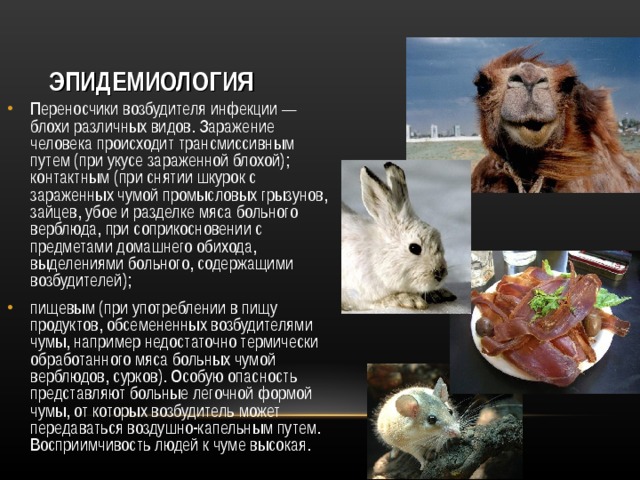 ЭПИДЕМИОЛОГИЯ Переносчики возбудителя инфекции — блохи различных видов. Заражение человека происходит трансмиссивным путем (при укусе зараженной блохой); контактным (при снятии шкурок с зараженных чумой промысловых грызунов, зайцев, убое и разделке мяса больного верблюда, при соприкосновении с предметами домашнего обихода, выделениями больного, содержащими возбудителей); пищевым (при употреблении в пищу продуктов, обсемененных возбудителями чумы, например недостаточно термически обработанного мяса больных чумой верблюдов, сурков). Особую опасность представляют больные легочной формой чумы, от которых возбудитель может передаваться воздушно-капельным путем. Восприимчивость людей к чуме высокая.  